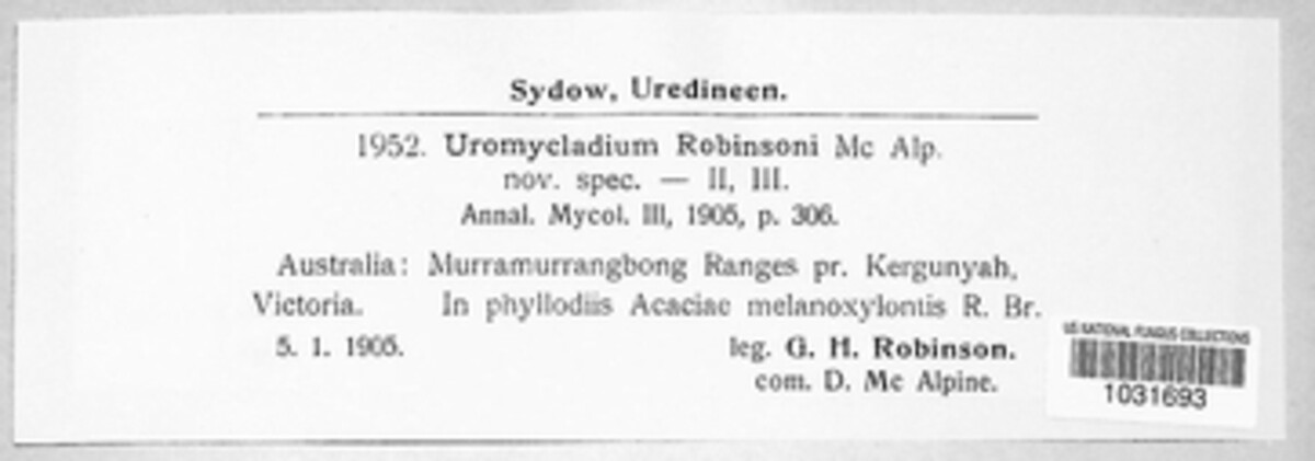 Uromycladiaceae image